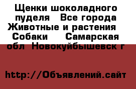 Щенки шоколадного пуделя - Все города Животные и растения » Собаки   . Самарская обл.,Новокуйбышевск г.